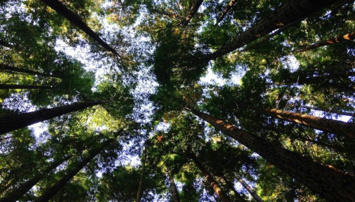 Giornata mondiale dell’Ambiente 2026