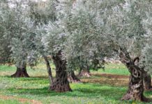 Tagli Mase ad aree protette, ambientalisti: altro duro colpo alla natura italiana