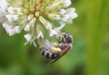 ‘Insetti e persone: chi vince e chi perde nel clima che cambia?’ | webinar 23 giugno ‘Insetti e persone: chi vince e chi perde nel clima che cambia?’ | webinar 23 giugno