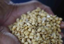 Considerare i biocarburanti rinnovabili potrebbe esporre l’Ue a sanzioni miliardarie Considerare i biocarburanti rinnovabili potrebbe esporre l’Ue a sanzioni miliardarie