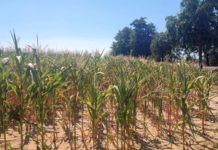 Caldo e colture estive: in Europa previsioni di resa in calo drastico Caldo e colture estive: in Europa previsioni di resa in calo drastico