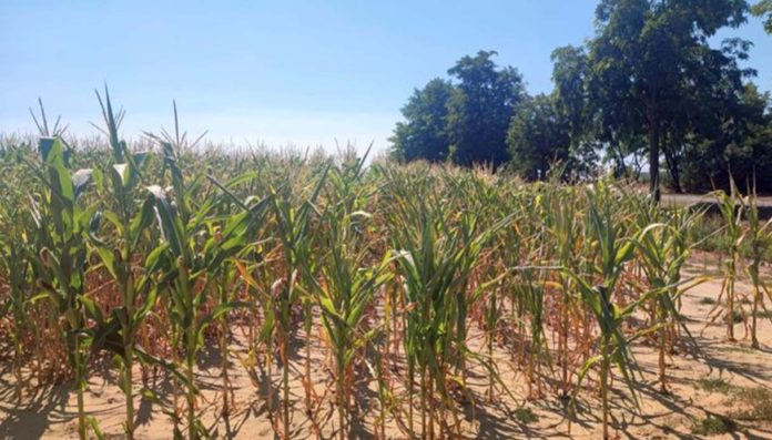 Caldo e colture estive- in Europa previsioni di resa in calo drastico Caldo e colture estive: in Europa previsioni di resa in calo drastico