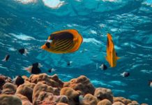 Crociere nel Mar Rosso: esplorare l’Egitto, la Giordania e i fondali corallini viaggiando via mare Crociere Mar Rosso