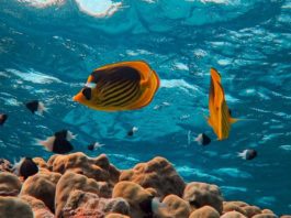 Crociere Mar Rosso