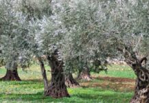 Il capitale naturale crolla del 40 % mentre l’economia cresce Il capitale naturale crolla del 40 % mentre l’economia cresce