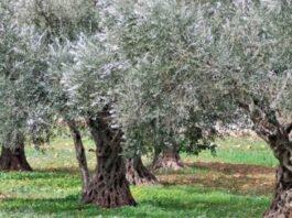 Il capitale naturale crolla del 40 % mentre l’economia cresce Il capitale naturale crolla del 40 % mentre l’economia cresce