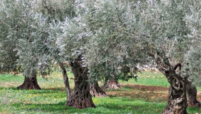 Il capitale naturale crolla del 40 % mentre l’economia cresce Il capitale naturale crolla del 40 % mentre l’economia cresce