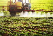 Pesticidi Ue, allarme Isde: “La salute prima della semplificazione” Pesticidi Ue, allarme Isde: “La salute prima della semplificazione”