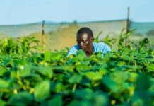 Undp di Roma diventa pilastro per clima, energia e finanza per lo sviluppo Undp di Roma diventa pilastro per clima, energia e finanza per lo sviluppo