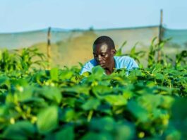 Undp di Roma diventa pilastro per clima, energia e finanza per lo sviluppo