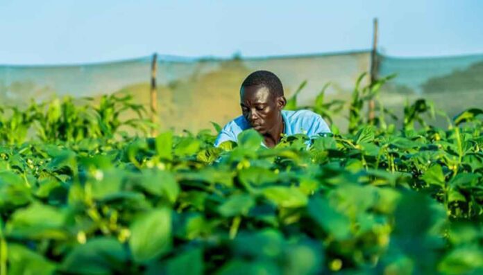 Undp di Roma diventa pilastro per clima, energia e finanza per lo sviluppo