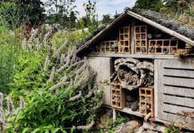 Urban Nature 2026, Wwf: “Salute città si misura da ronzio api” api città