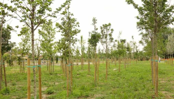 Milano Forestami riconosciuto ONU