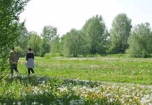 Milano, nuovo regolamento del verde: più tutele per alberi e biodiversità Milano, nuovo regolamento del verde: più tutele per alberi e biodiversità