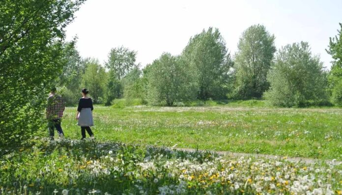 Milano, nuovo regolamento del verde- più tutele per alberi e biodiversità Milano, nuovo regolamento del verde: più tutele per alberi e biodiversità