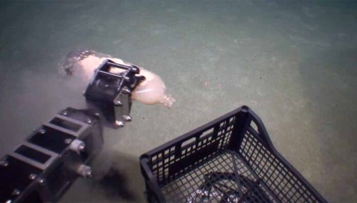 Nel Mar Ionio ci sono plastica e rifiuti a 2.000 metri di profondità