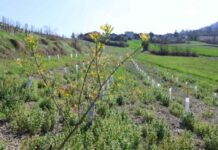 Progetto DigitAP: monitoraggio senza precedenti della biodiversità italiana Progetto DigitAP: monitoraggio senza precedenti della biodiversità italiana