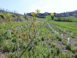 Progetto DigitAP: monitoraggio senza precedenti della biodiversità italiana Progetto DigitAP: monitoraggio senza precedenti della biodiversità italiana