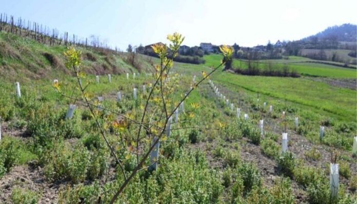 Progetto DigitAP: monitoraggio senza precedenti della biodiversità italiana
