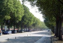 Torino, la foresta urbana vale 250 milioni di euro: 900mila alberi e 419mila pubblici Torino, la foresta urbana vale 250 milioni di euro: 900mila alberi e 419mila pubblici