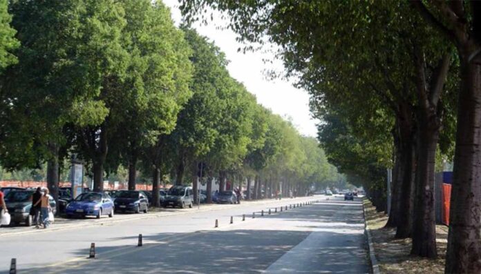 Torino, la foresta urbana vale 250 milioni di euro- 900mila alberi e 419mila pubblici Torino, la foresta urbana vale 250 milioni di euro: 900mila alberi e 419mila pubblici