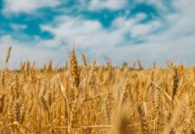 Siccità e crisi alimentare, in Europa i raccolti di cereali collassano siccità cereali
